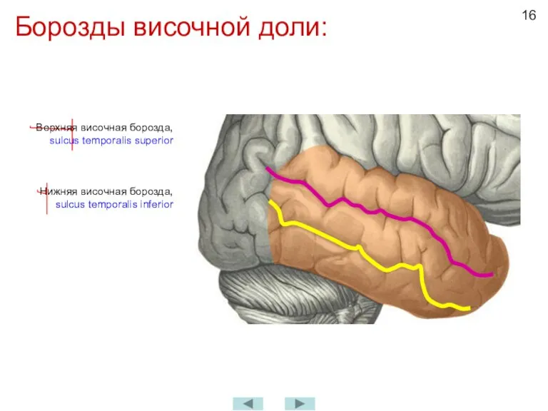 Борозды височной доли: Верхняя височная борозда, sulcus temporalis superior Нижняя височная борозда, sulcus temporalis inferior