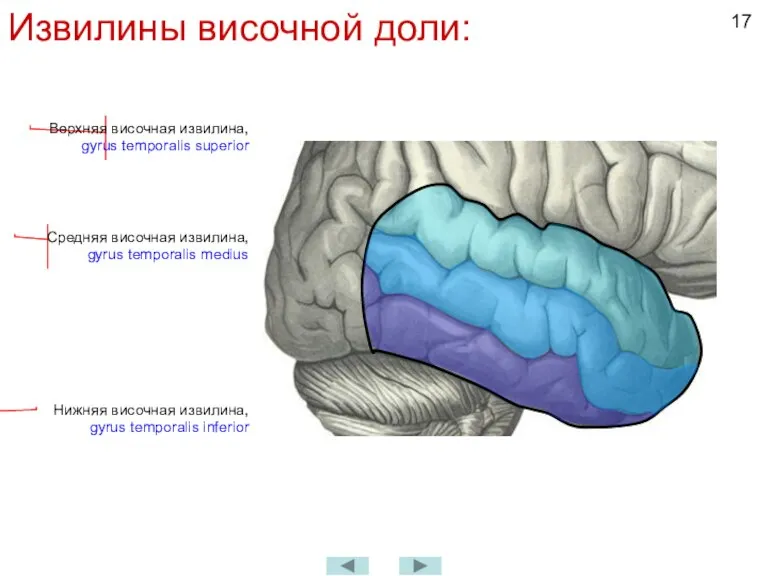 Извилины височной доли: Верхняя височная извилина, gyrus temporalis superior Нижняя височная извилина,