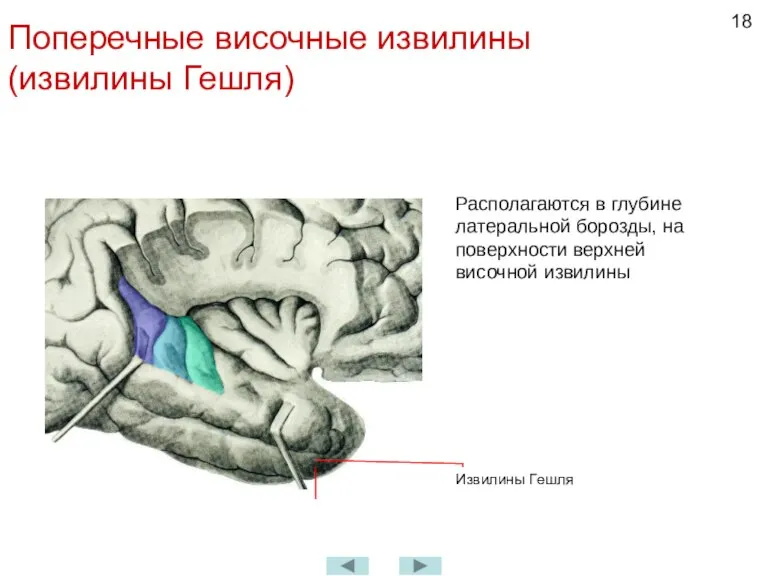 Поперечные височные извилины (извилины Гешля) Располагаются в глубине латеральной борозды, на поверхности