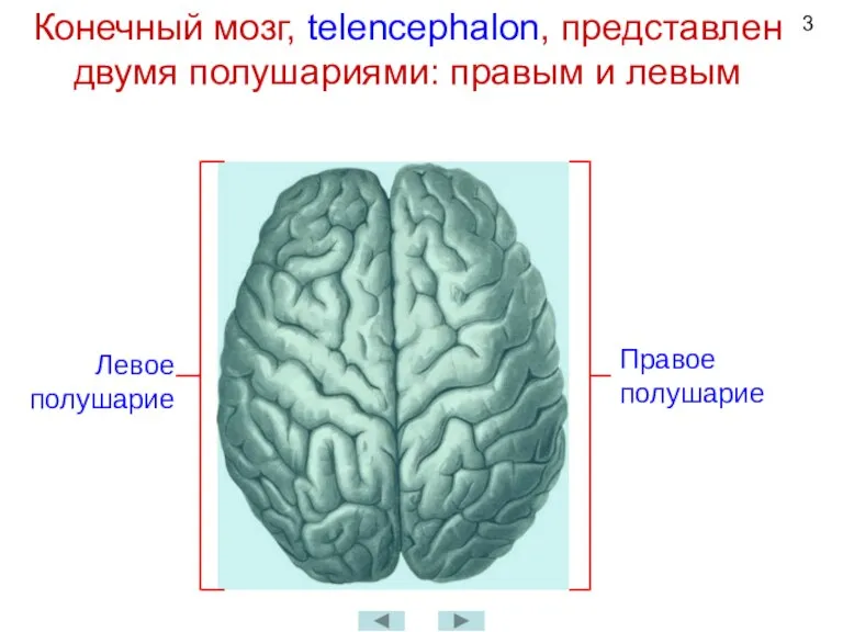 Конечный мозг, telencephalon, представлен двумя полушариями: правым и левым Правое полушарие Левое полушарие