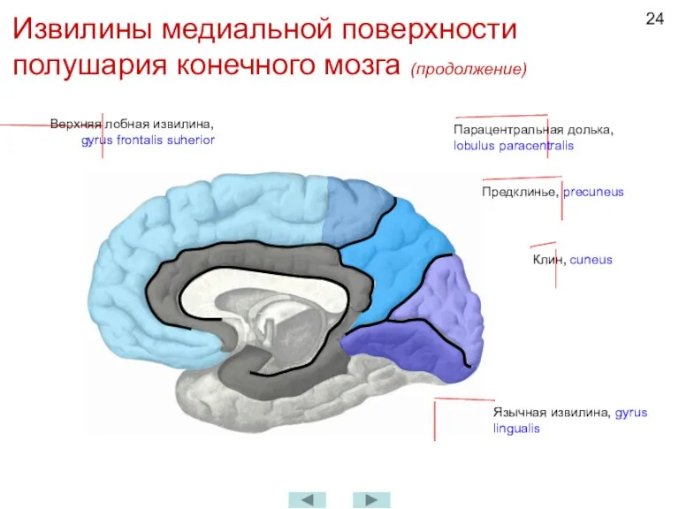 Извилины медиальной поверхности полушария конечного мозга (продолжение) Верхняя лобная извилина, gyrus frontalis