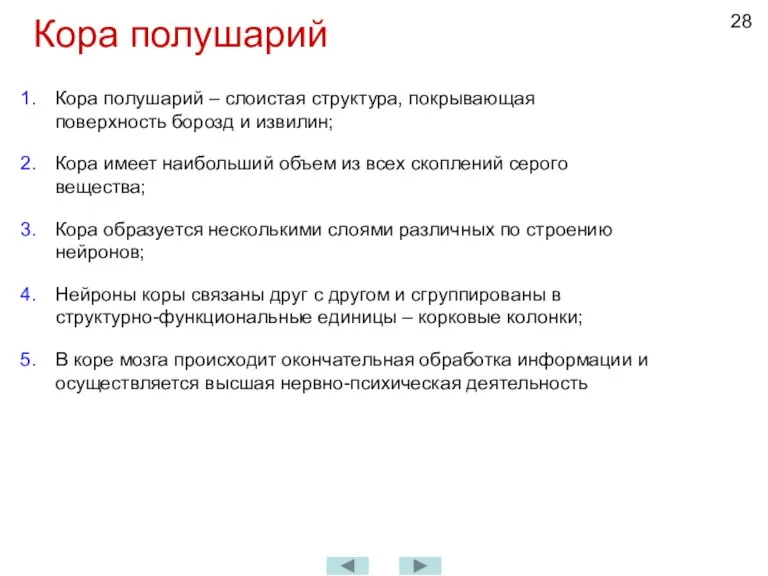 Кора полушарий Кора полушарий – слоистая структура, покрывающая поверхность борозд и извилин;