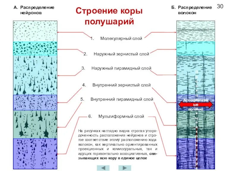 Строение коры полушарий Мультиформный слой Молекулярный слой Наружный зернистый слой Наружный пирамидный