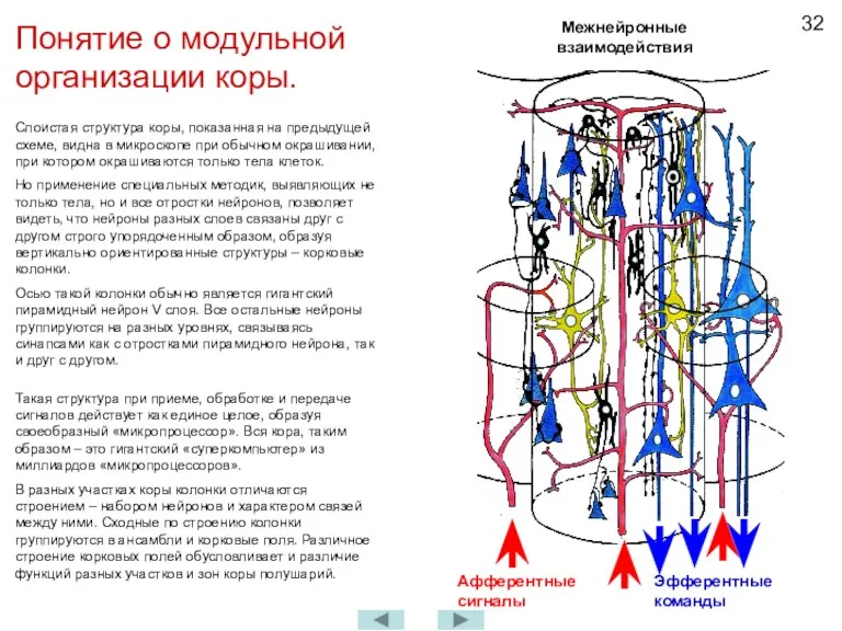 Понятие о модульной организации коры. Слоистая структура коры, показанная на предыдущей схеме,