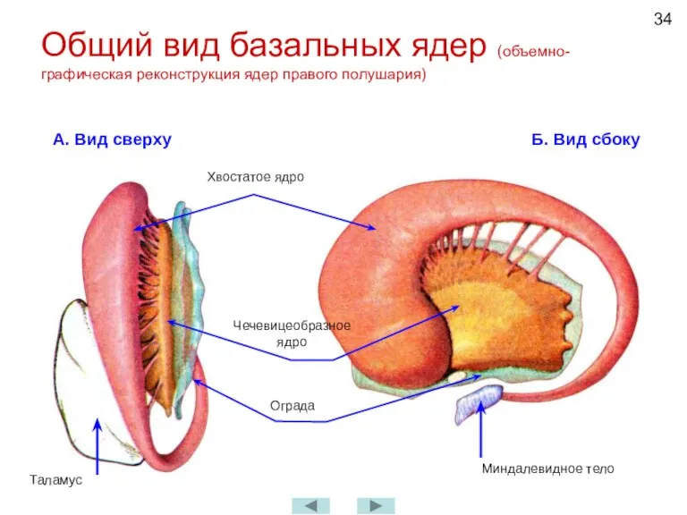 Общий вид базальных ядер (объемно-графическая реконструкция ядер правого полушария) А. Вид сверху