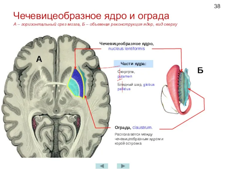 Чечевицеобразное ядро и ограда А – горизонтальный срез мозга, Б – объемная