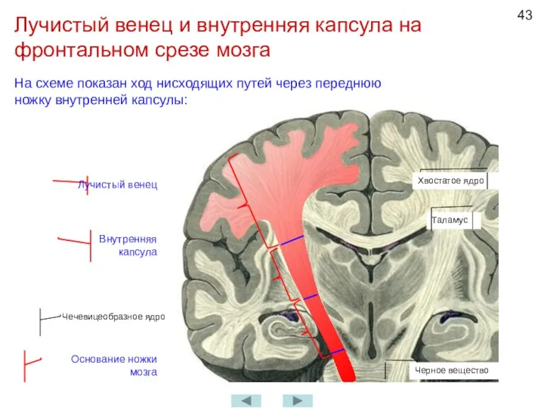 Лучистый венец и внутренняя капсула на фронтальном срезе мозга На схеме показан