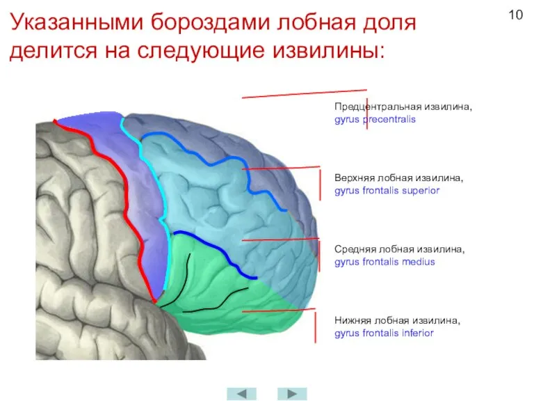 Указанными бороздами лобная доля делится на следующие извилины: Предцентральная извилина, gyrus precentralis