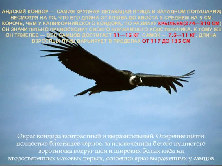 АНДСКИЙ КОНДОР — САМАЯ КРУПНАЯ ЛЕТАЮЩАЯ ПТИЦА В ЗАПАДНОМ ПОЛУШАРИИ; НЕСМОТРЯ НА