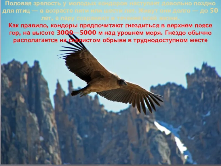 Половая зрелость у молодых кондоров наступает довольно поздно для птиц — в