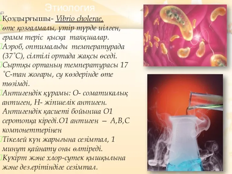 Қоздырғышы- Vibrio cholerae, өте қозғалмалы, үтір түрде иілген, грамм теріс қысқа таяқшалар.