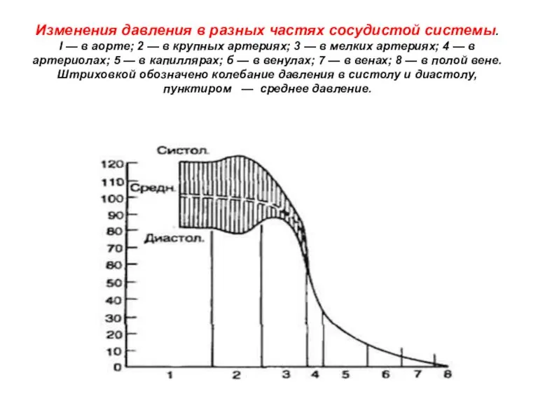 Изменения давления в разных частях сосудистой системы. I — в аорте; 2