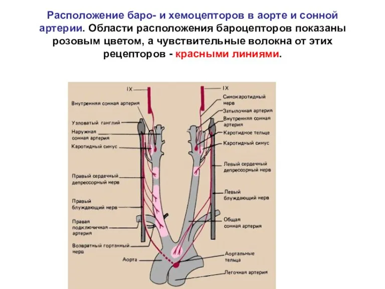Расположение баро- и хемоцепторов в аорте и сонной артерии. Области расположения бароцепторов