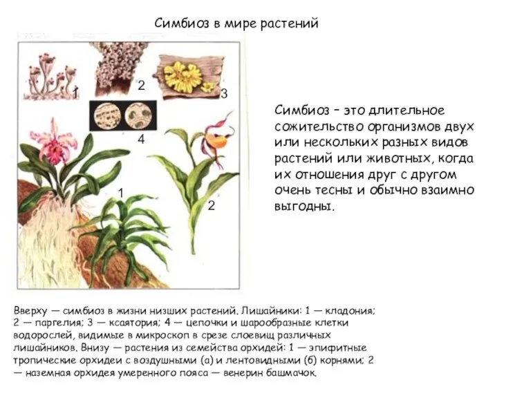 Симбиоз в мире растений Симбиоз – это длительное сожительство организмов двух или