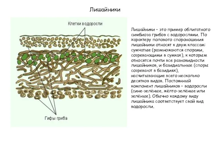 Лишайники Лишайники – это пример облигатного симбиоза грибов с водорослями. По хаpактеpу