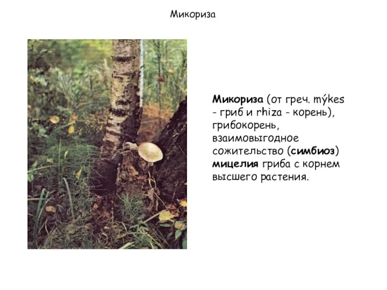 Микориза Микориза (от греч. mýkes - гриб и rhiza - корень), грибокорень,