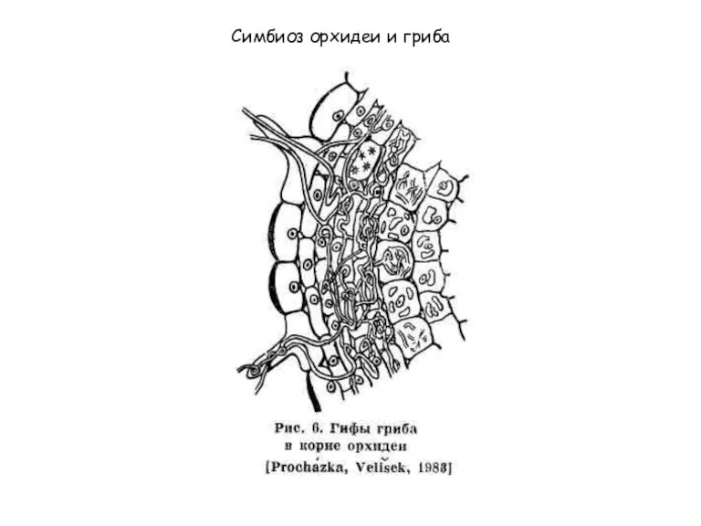Симбиоз орхидеи и гриба