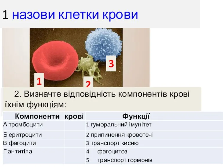 1 назови клетки крови 1 2 3 2. 2. Визначте відповідність компонентів крові їхнім функціям: