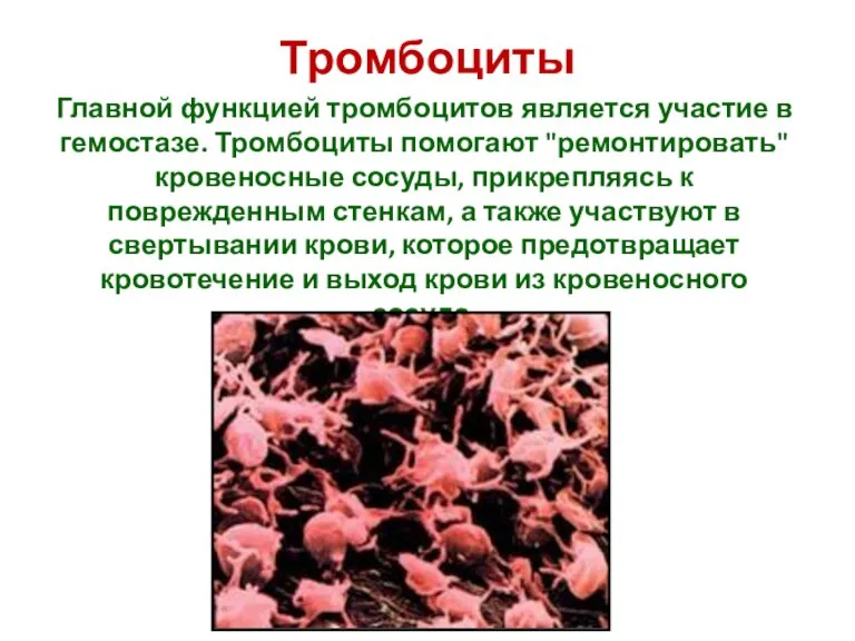 Тромбоциты Главной функцией тромбоцитов является участие в гемостазе. Тромбоциты помогают "ремонтировать" кровеносные
