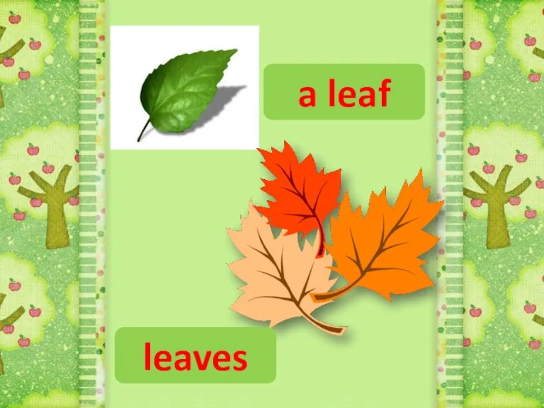 a leaf leaves