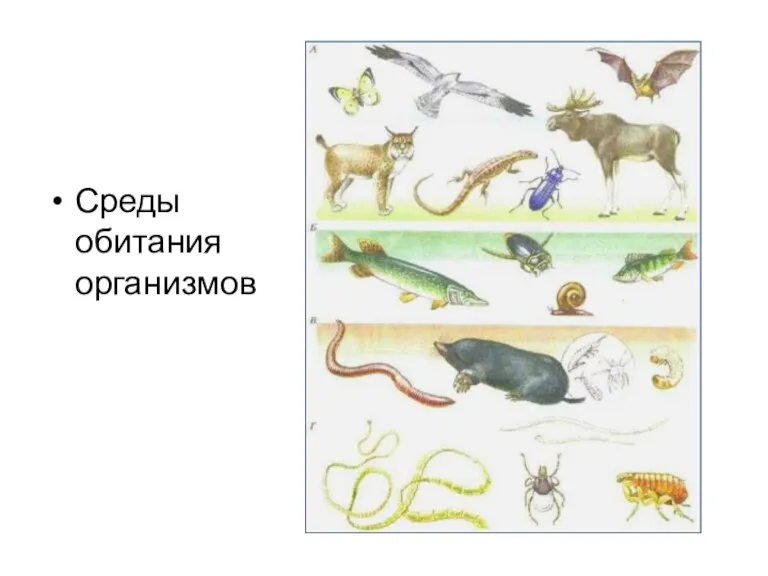 Среды обитания организмов