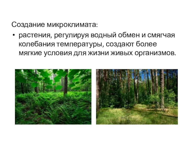 Создание микроклимата: растения, регулируя водный обмен и смягчая колебания температуры, создают более