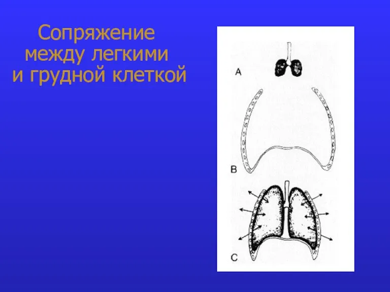 Сопряжение между легкими и грудной клеткой