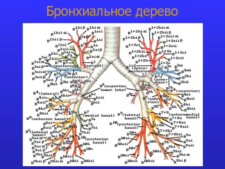 Бронхиальное дерево