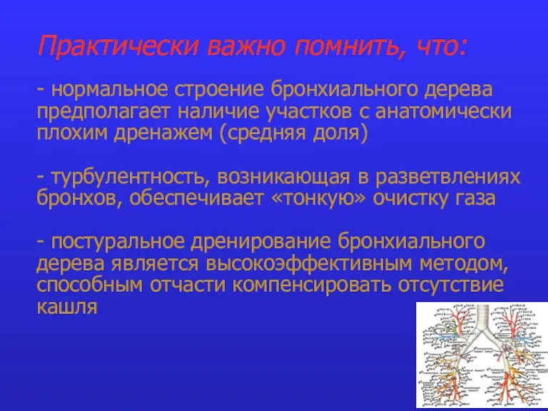 Практически важно помнить, что: - нормальное строение бронхиального дерева предполагает наличие участков