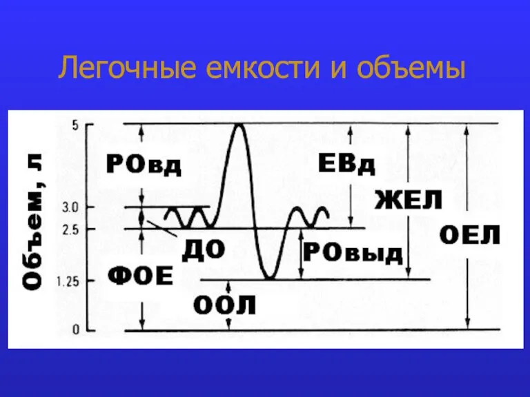 Легочные емкости и объемы