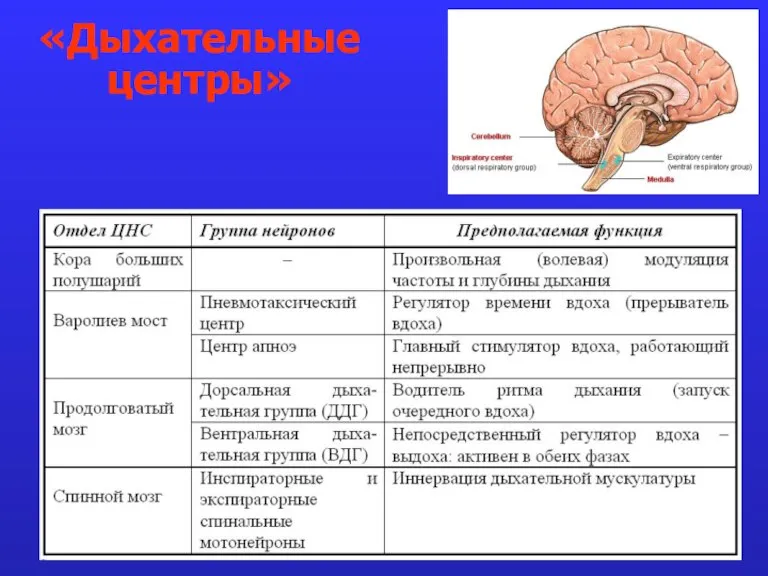 «Дыхательные центры»