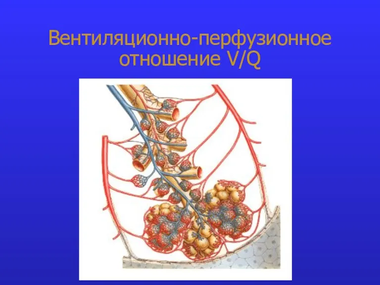 Вентиляционно-перфузионное отношение V/Q