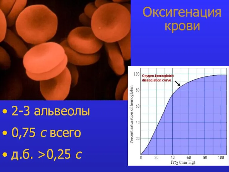 Оксигенация крови 2-3 альвеолы 0,75 с всего д.б. >0,25 с