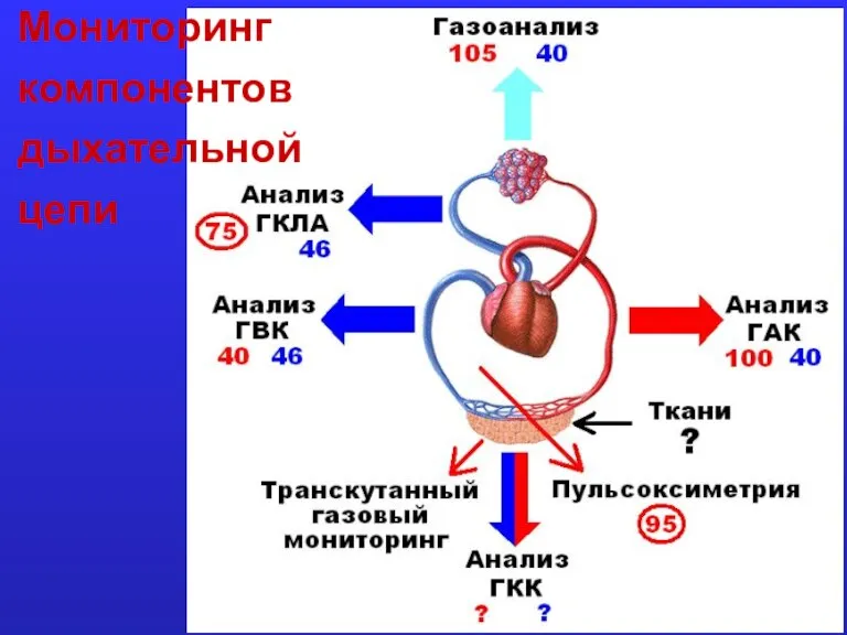 Мониторинг компонентов дыхательной цепи