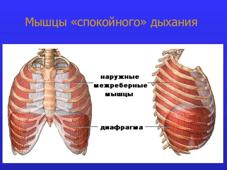 Мышцы «спокойного» дыхания