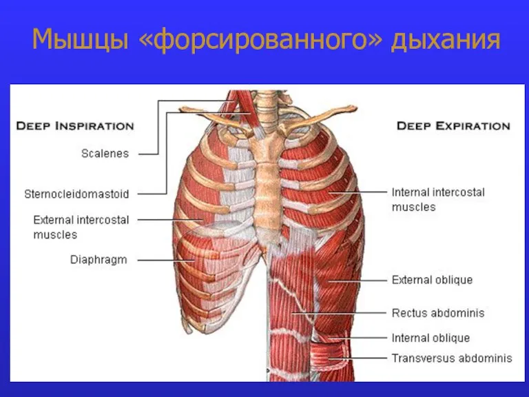 Мышцы «форсированного» дыхания