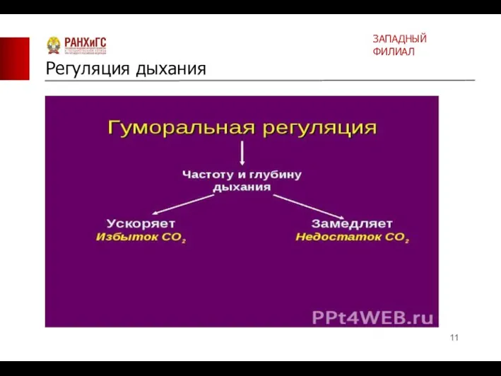 Регуляция дыхания ЗАПАДНЫЙ ФИЛИАЛ