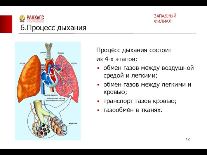Процесс дыхания состоит из 4-х этапов: обмен газов между воздушной средой и