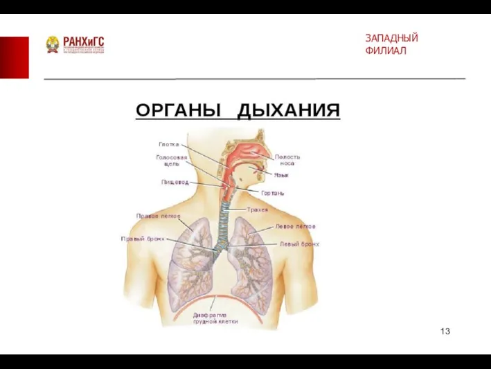 ЗАПАДНЫЙ ФИЛИАЛ