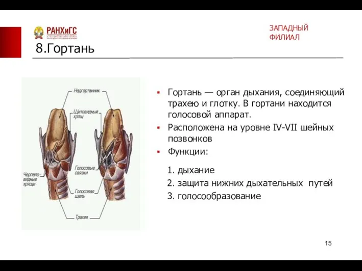 Гортань — орган дыхания, соединяющий трахею и глотку. В гортани находится голосовой