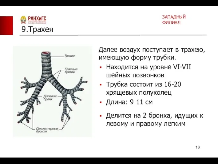 Далее воздух поступает в трахею, имеющую форму трубки. Находится на уровне VI-VII