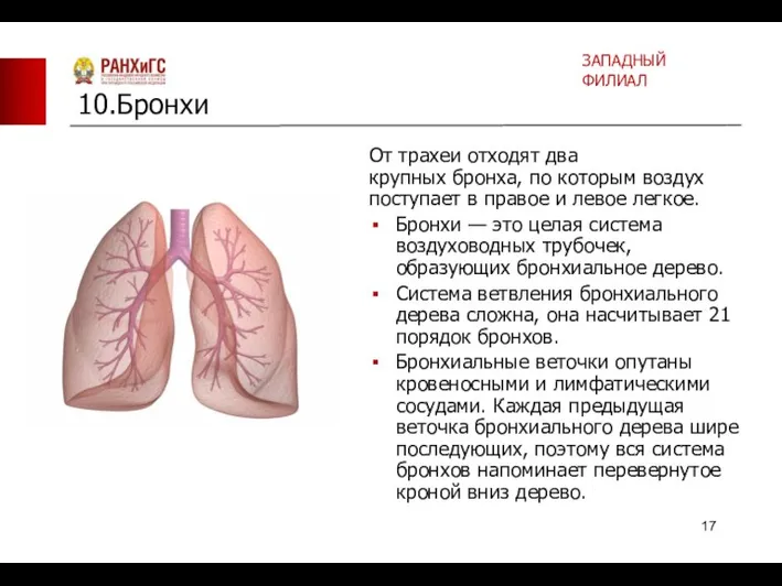 От трахеи отходят два крупных бронха, по которым воздух поступает в правое