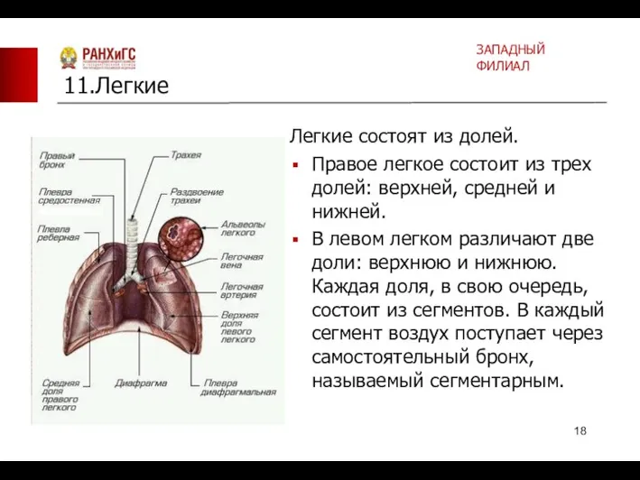 Легкие состоят из долей. Правое легкое состоит из трех долей: верхней, средней