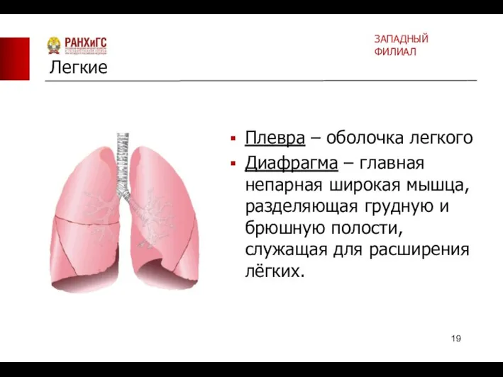 Плевра – оболочка легкого Диафрагма – главная непарная широкая мышца, разделяющая грудную