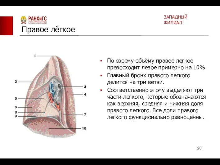 По своему объёму правое легкое превосходит левое примерно на 10%. Главный бронх