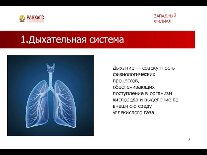 1.Дыхательная система Дыхание — совокупность физиологических процессов, обеспечивающих поступление в организм кислорода