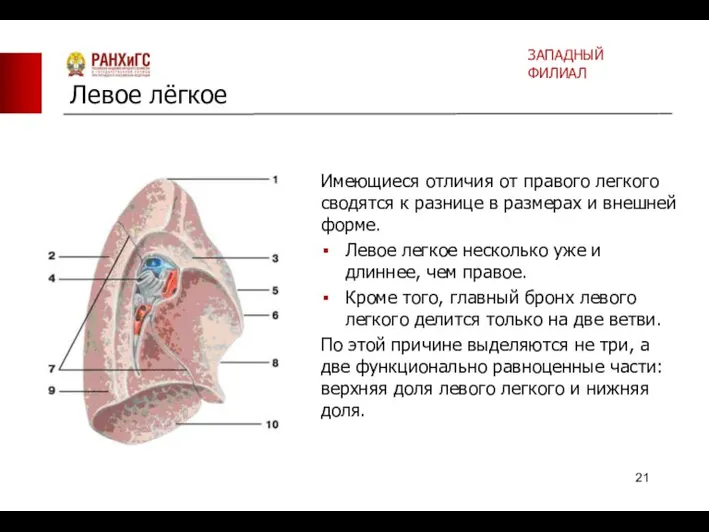 Имеющиеся отличия от правого легкого сводятся к разнице в размерах и внешней