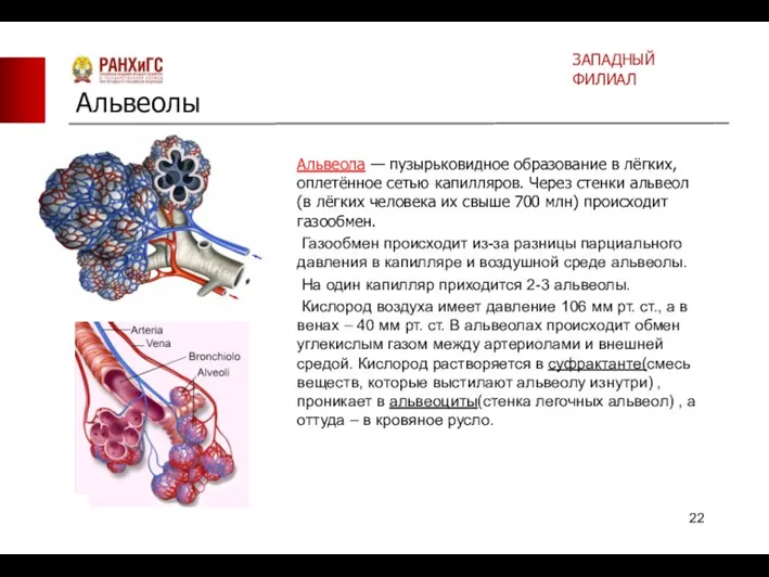 Альвеола — пузырьковидное образование в лёгких, оплетённое сетью капилляров. Через стенки альвеол