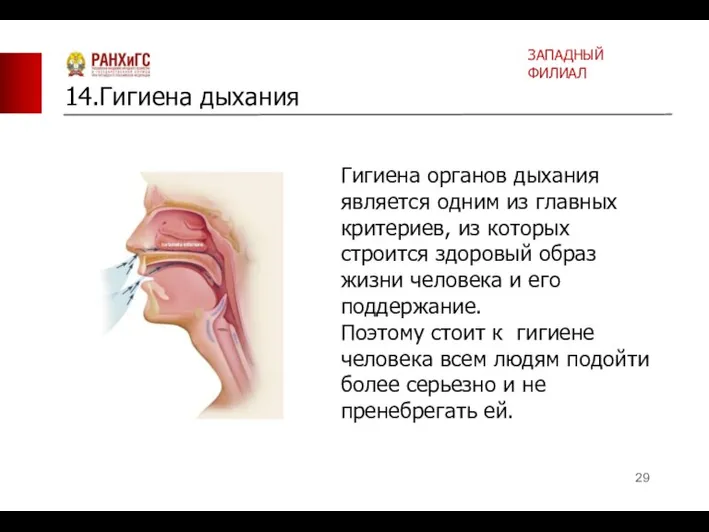 Гигиена органов дыхания является одним из главных критериев, из которых строится здоровый