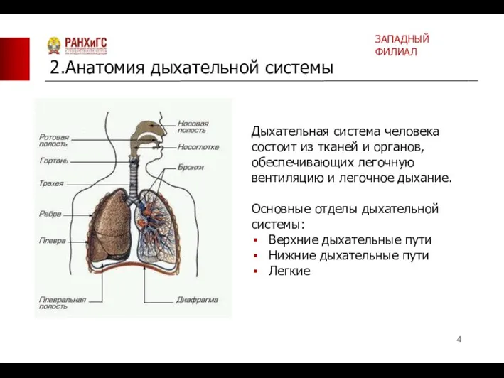 Дыхательная система человека состоит из тканей и органов, обеспечивающих легочную вентиляцию и